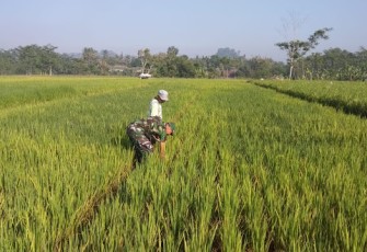 Babinsa Beri Semangat Petani Dalam Membersihkan Gulma   