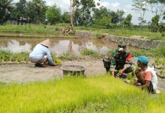 Babinsa Dampingi Petani Dalam Penyiapan Benih Padi