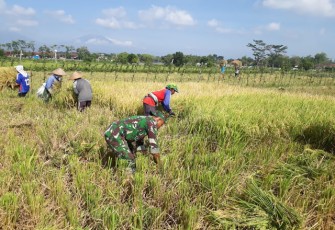 Keterlibatan Babinsa Dalam Upaya Khusus Pertanian Polanharjo  