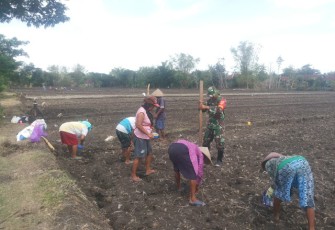 Babinsa Cawas Beri Semangat Kepada Petani   