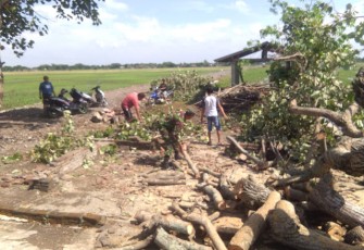 Babinsa Wonosari Evakuasi Pohon Tumbang Akibat Hujan Deras Disertai Angin   
