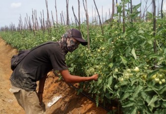 Misnun saat mengecek perkembangan tanaman tomatnya