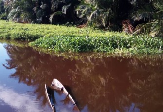 Kondisi Sungai Bubon tampak eceng gondok tumbuh subur disepanjang aliran sungai