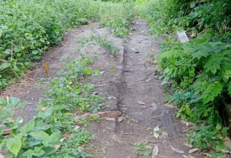 jalan tani di Desa Walakone