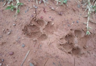 Jejak kaki harimau yang diduga melintas di perkebunan warga 