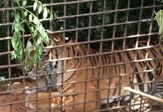 Harimau yang diduga pemangsa manusia di Muara Enim saat masuk perangkap