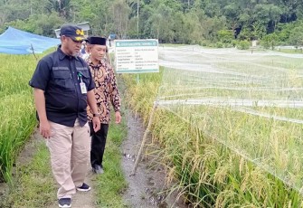 Plt Camat Simeulue Timur Ali Muhayatsah SH didampingi Kepala Desa Kota Batu Syafruddin saat meninjau lahan Sawah Indah.
