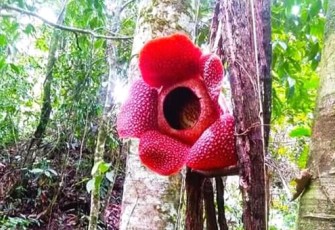 Bunga Rafflesia Arnoldii Mekar Sempurna di ketinggian 10 meter