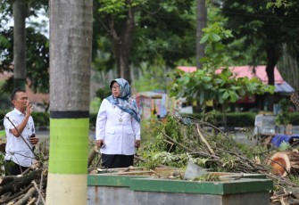 Bupati dan Sekda Tegal saat meninjau Pemotongan Pohon Trembesi di GOR Trisanja