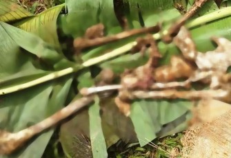 Kerangka Manusia Diduga Korban Longsor Salem Brebes Ditemukan