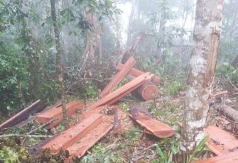 TKP penebangan pohon yang diduga illegal logging