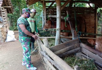 Ini Dia Salah Satu Contoh Keberhasilan Sujari Pelihara Sapi