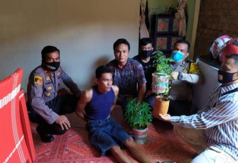 Petani Kepahiang Tanam Ganja Diciduk Polisi