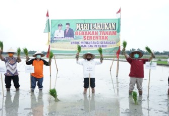 Bupati Asahan Tanam Padi Serentak di Desa Serdang Kecamatan Meranti