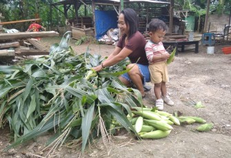 Suprihatin Bersama Anaknya Petik Jagung untuk Sugeng