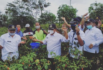 Bupati Rijanto (tengah) Memetik Cabai di Acara Panen Cabai di Kecamatan Wates