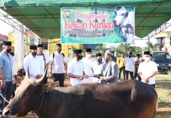 Polda Bengkulu Bagikan 17 Sapi dan 6 Kambing