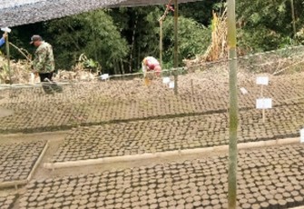 Kelompok Tani KBR "Mekar Tani" Desa Cikaracak Terima Bantuan Bibit Pohon Eucalyptus 