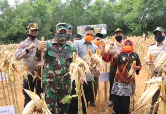 Kodim 0315/Bintan Panen Jagung Demplot di Kota Tanjungpinang