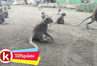 Keberadaan Kera di Makam Ngujang