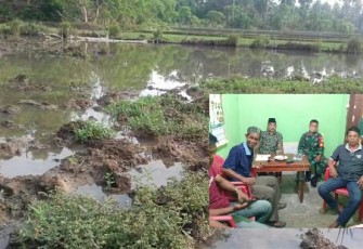 Kondisi sawah diduga tercemar air tambak