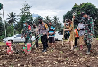 Koramil Dimembe Bersama Komponen Terkait Tanam Bibit Jagung JH 37
