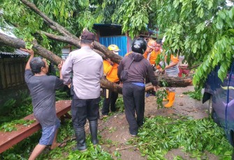 Polsek Batang Kota dan BPBD kabupaten Batang bersama masyarakat evakuasi pohon tumbang di jalan raya Mayjen Sutoyo Ds. Denasri Wetan Batang. Kamis (5/11/2020)   