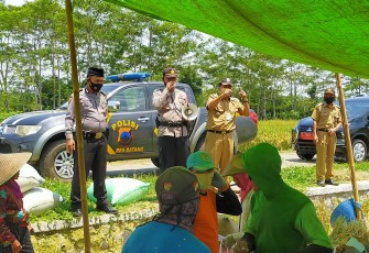 Kapolsek Tersono Polres Batang Polda Jawa Tengah, AKP Akhmad Almunasifi, SH didampingi Camat Tersono Drs. Bambang Urip Widagdo, MM memberikan pencerahan tentang pentingnya menaati protokol kesehatan ditengah pandemi COVID-19 kepada buruh tani yang sedang memanen padi di desa Harjowinangun Barat kecamatan Tersono kabupaten Batang, Kamis (19/11/2020).
