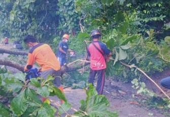 Babinsa Ds. Sigit Sertu Indrawan melaksanakan kegiatan Evakuasi Pohon jati yang Tumbang akibat Hujan disertai Angin di wilayah Dk.  Tengaran RT 17  DS katelan Kec. Tangen Kab. Sragen.