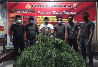 Barang Bukti Ganja 