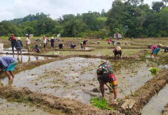 Babinsa Koramil Seberuang Bantu Petani Tanam Padi