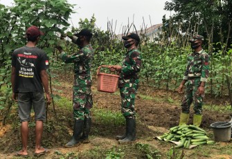 Anggota Pos Muakan membantu memanen timun milik petani Bapak Samsul (47), dan Sabli (35) yang berada di Dusun Muakan Tinggi, Desa Muakan Petinggi, Kec. Ketungau Hulu, Kab. Sintang, Kalimantan Barat. Kamis (06/5/2021).