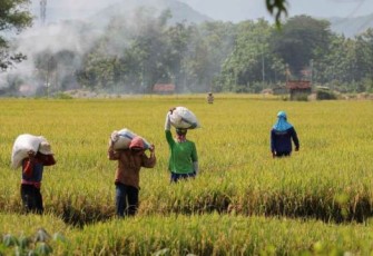 Ini Ketahanan Pangan Sektor Pertanian di Era Pandemi Covid-19