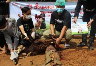 PPPA Daarul Qur’an Bandung Gelar Penyembelihan Hewan Qurban Selama 4 Hari Berturut-turut