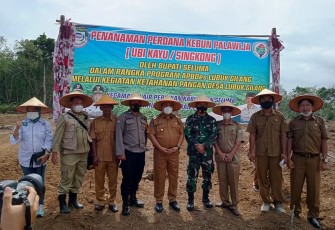 Wabup Seluma Tanam Peredana Singkong Di Desa Lubuk Gilang 