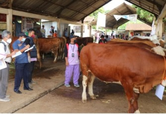 Dewan Juri sedang menilai sapi peserta lomba pemilihan ternak sapi betina produktif