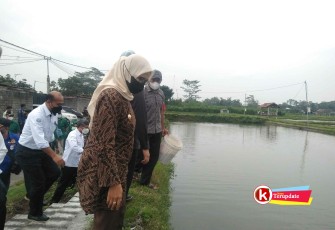 Bupati Rini Bersama Dirjen PB KKP dan Rombongan Saat Tinjau Kolam Ikan Koi Milik Petani Ikan Koi Desa Bendosari (foto : Faisal NR / Klikwarta.com)