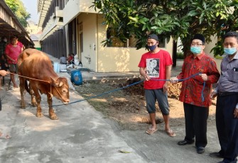 Wakil Rektor Bidang Administrasi, Keuangan dan SDM, Dr. Bambang Ali Kusuma, SH, M.Hum, secara simbolis menyerahkan lembu qurban kepada Pengurus PHBI Unisri