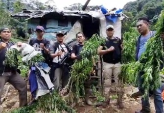 Polisi Temukan 1,5 Ha Ladang Ganja di Kawasan Hutan Lindung Bukit Balai Rejang