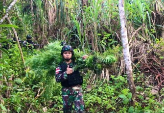 Personel Satgas Yonif 126/KC saat Temukan Ladang Ganja