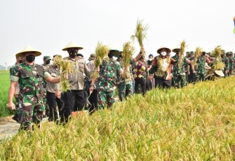 Pangdam Jaya Bersama Pemkab Bekasi saat Panen Raya, Kamis (31/3/2022).