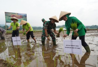 Tanam Padi Protani Protangguh Cegah Stunting