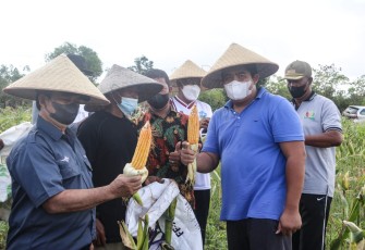  Plt. Bupati Bintan Roby Kurniawan bersama kelompok tani Milenial terlihat begitu semangat saat melakukan panen jagung hibrida untuk pakan ternak,