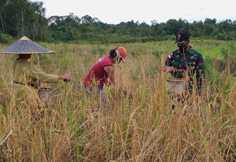 Program ketahanan pangan 
