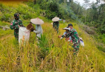 Satgas Perbatasan Bantu Warga Panen Padi