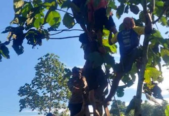 Bersihkan Ranting Jati, Seorang Petani Tewas Tersengat Listrik di Sumedang