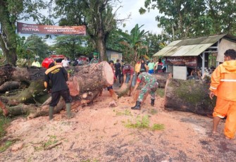 Cara Unik Masyarakat, BPBD dan Anggota Koramil Paron Atasi Pohon Tumbang