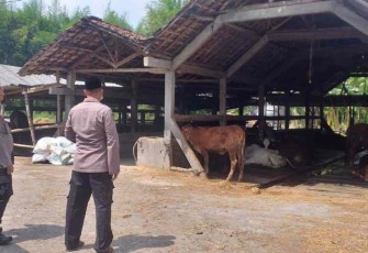 Satgas pangan memantau kandang hewan terpapar PMK. Senin (09/05/2022)