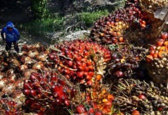 Foto Ilustrasi : Tandan Buah Segar (TBS)