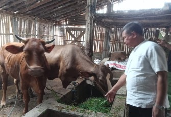 Ketua Kelompok Ternak Sapi Ngudi Makmur, Mulyadi, sedang memantau sapi ternaknya di dalam kandang, Sabtu (21/5/2022).